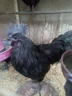 Original Ayam cemani.