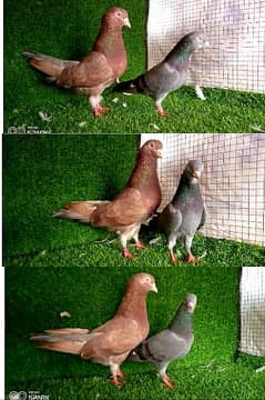 sailkoty/ rampuri/ chandan choa mix pigeon