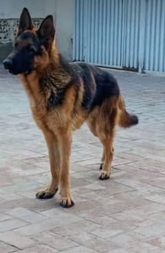 #Germanshepard#stockcoat#sale#urgent