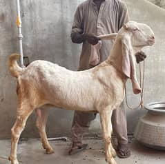 Gulabi bakri