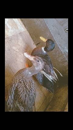 pair of ducks for sale reasonable price