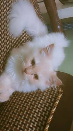 persian cat and kitten