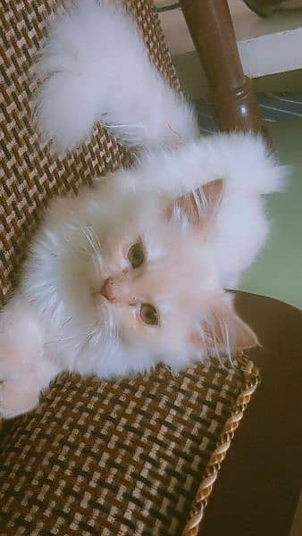 persian cat and kitten 0