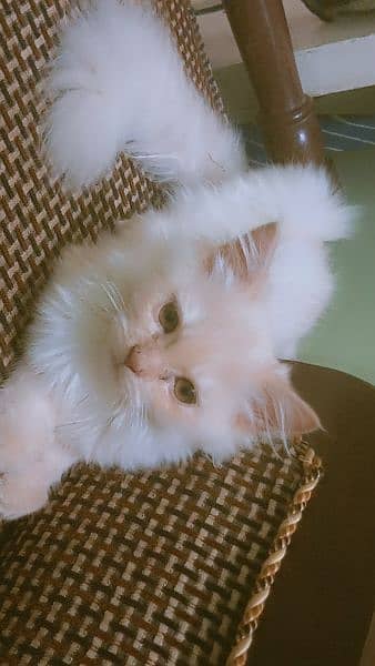 persian cat and kitten 3