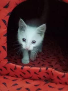 Persian female kitten for sale