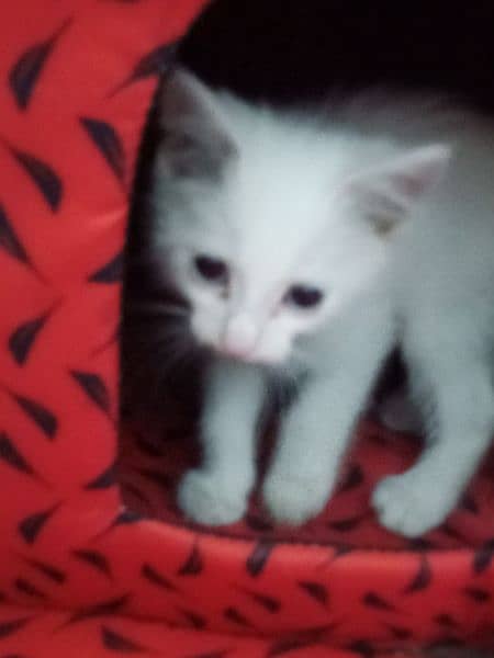 Persian female kitten for sale 1