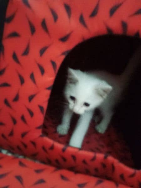 Persian female kitten for sale 2