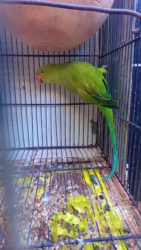 Parrot 1