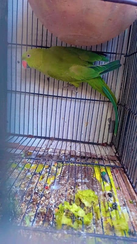 Parrot 2