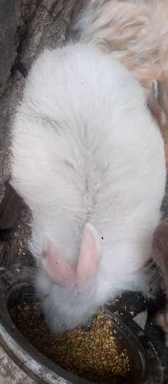 Angora Rabbits Grantid Barider pair