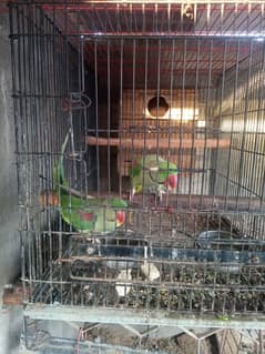 Alaxnder parrot  2 pair  with cages