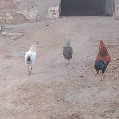 1 Set Pair of Masri Hens - Male and Female, Perfect for Poultry Farmin