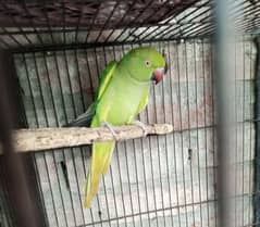 parrot for sale available