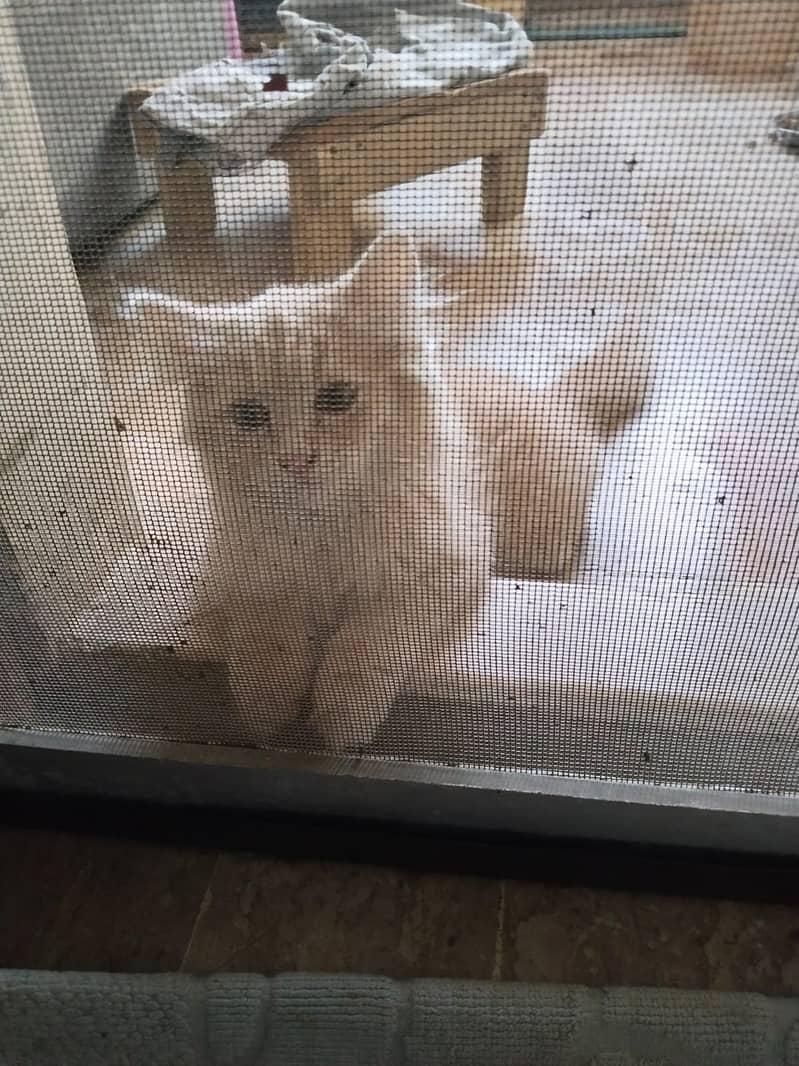 Persian kiten 0