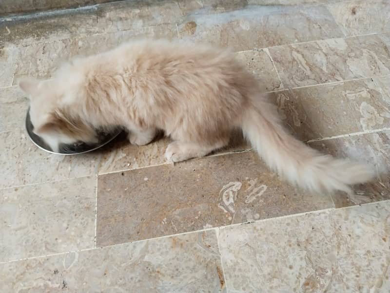 Persian kiten 2