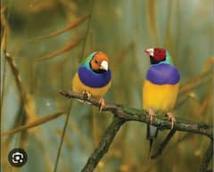 goldien finch exchange lovebirds 7 pair ka sath