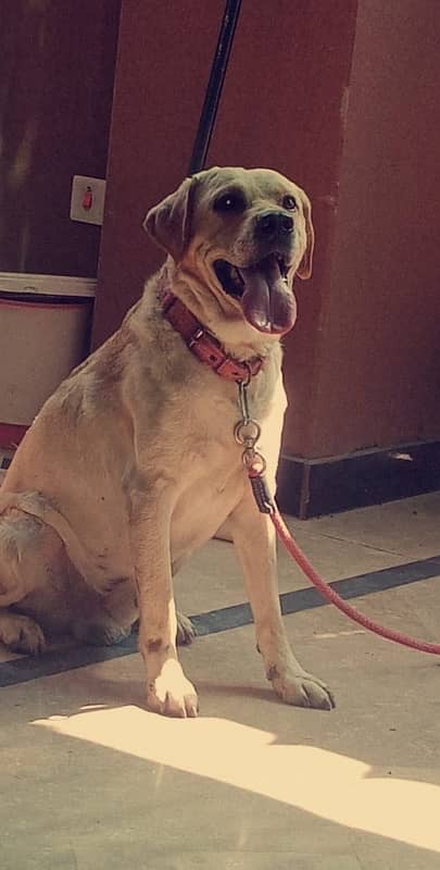 British Labrador Male / Exchange possible 1