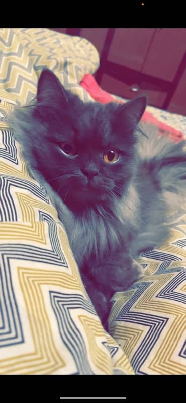 female persian cat 1