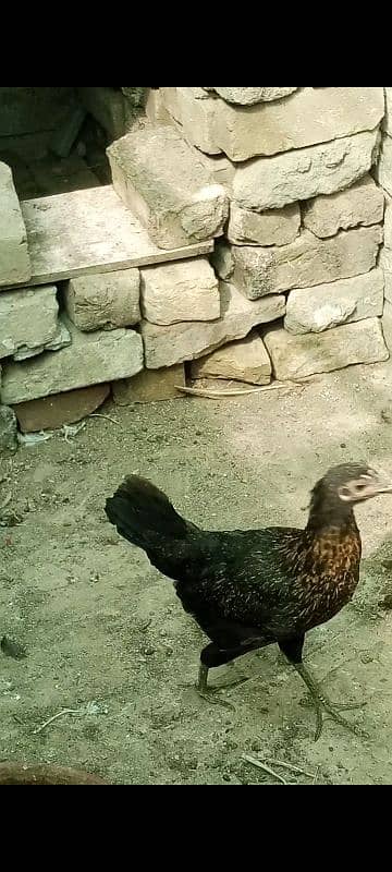 Desi hen home breed 1