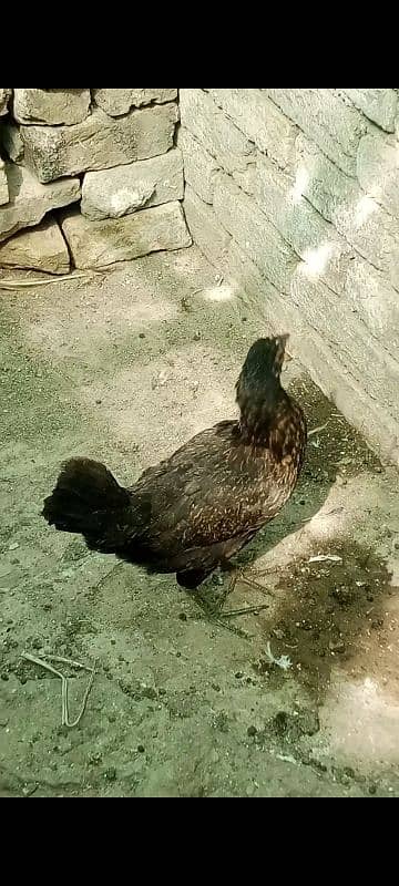 Desi hen home breed 2