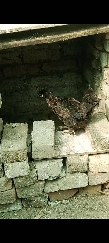 Desi hen home breed 3