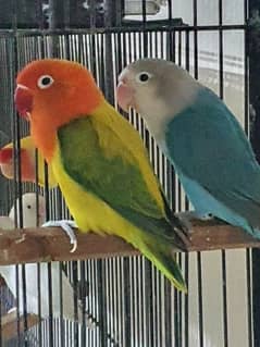 Lovebirds for sale healthy and active and lovebird breeding boxes sale