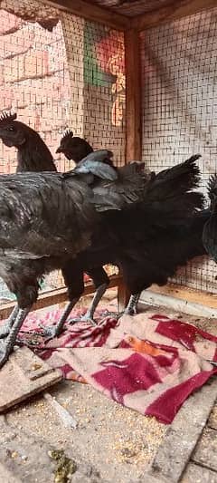 Ayam Cemani Hens Pairs