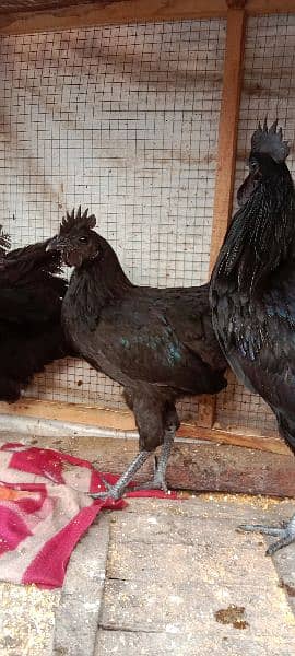 Ayam Cemani Hens Pairs 1