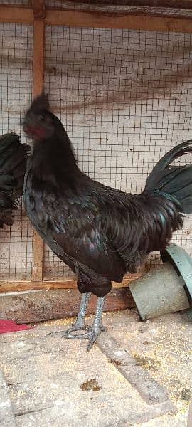 Ayam Cemani Hens Pairs 2