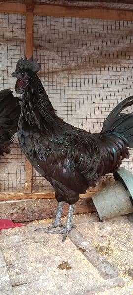 Ayam Cemani Hens Pairs 3