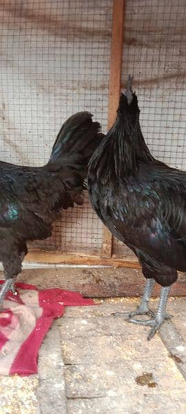 Ayam Cemani Hens Pairs 4