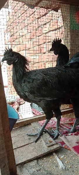 Ayam Cemani Hens Pairs 5