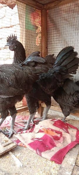 Ayam Cemani Hens Pairs 6