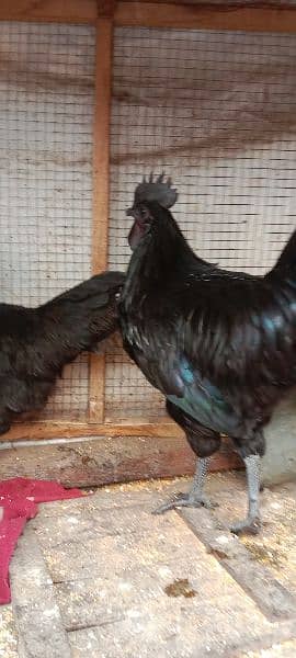 Ayam Cemani Hens Pairs 7