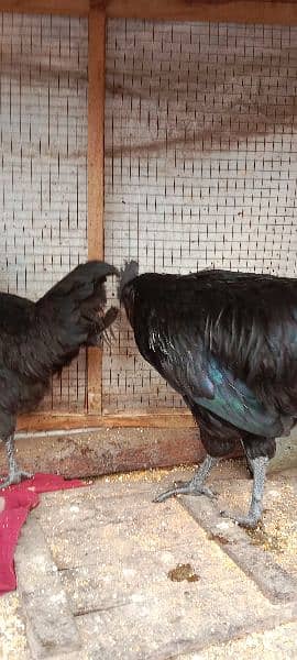 Ayam Cemani Hens Pairs 8