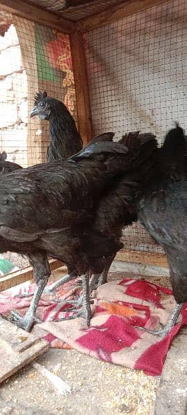 Ayam Cemani Hens Pairs 9