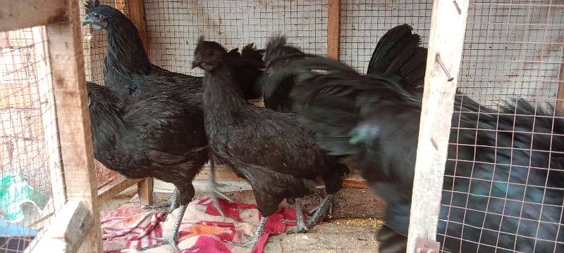 Ayam Cemani Hens Pairs 10