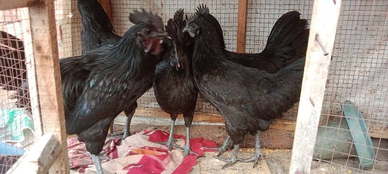 Ayam Cemani Hens Pairs 11