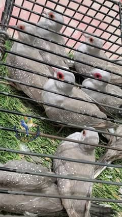 China dove common (white tail, diamond and red)