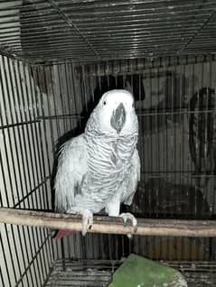 African Grey parrot