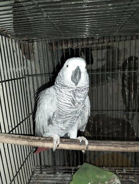 African Grey parrot 0