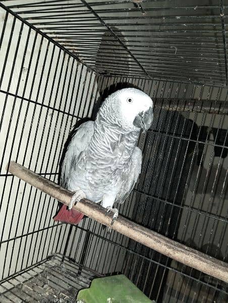 African Grey parrot 1