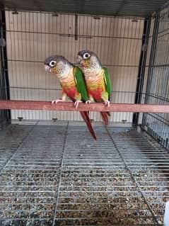 Conure | pair | parrot | extream high red factor| birds | available