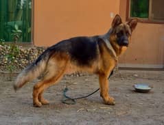 German shepherd 0