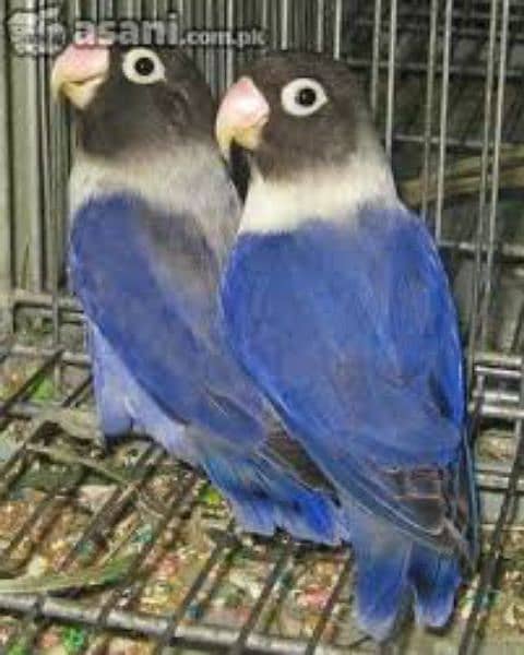 Lovebirds 3