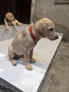 2 labrador retriever puppies available to join new home