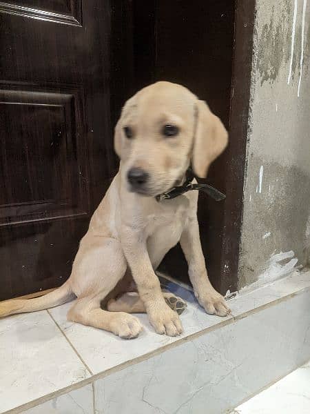 2 labrador retriever puppies available to join new home 1