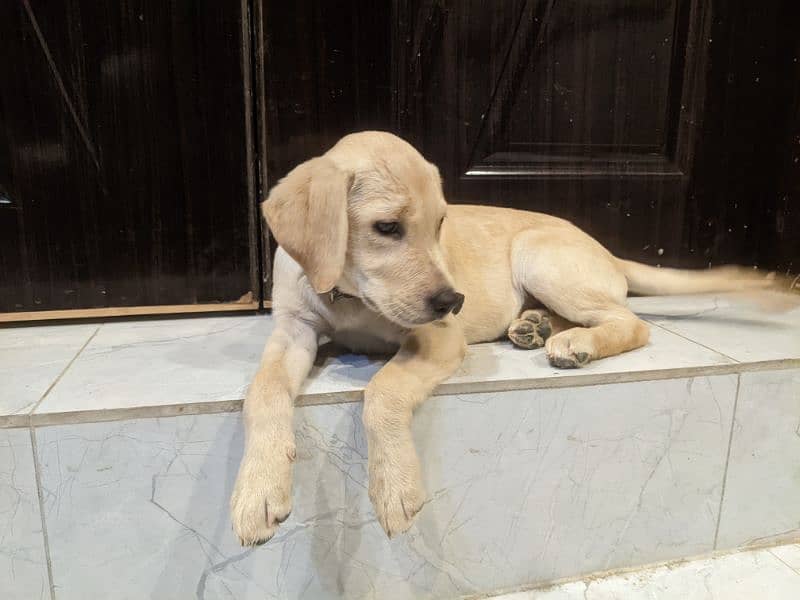 2 labrador retriever puppies available to join new home 3