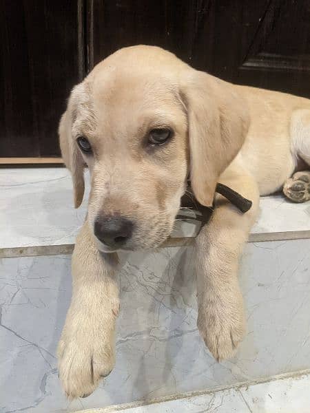 2 labrador retriever puppies available to join new home 4