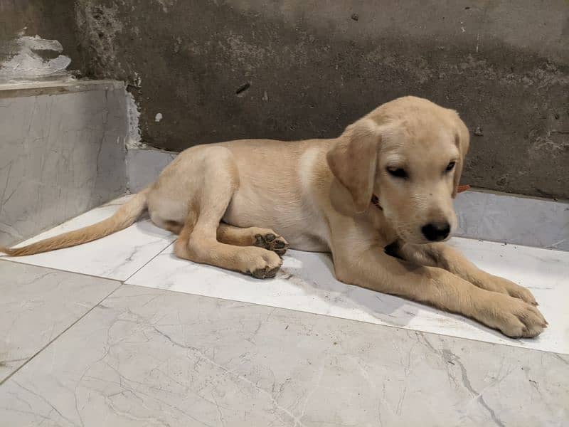 2 labrador retriever puppies available to join new home 5